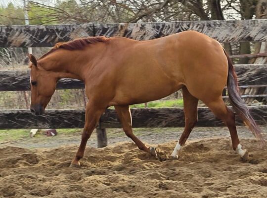 Five Papered Paint All-Around Mare