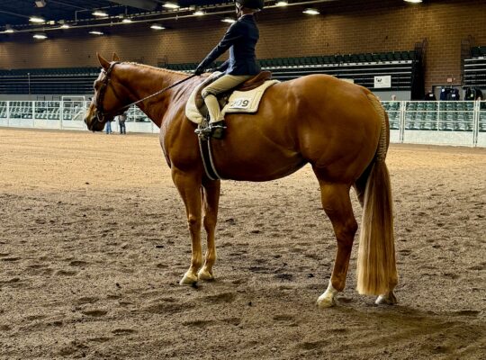 Full double! Loves his job! Kid/novice friendly