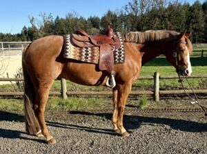 Handsome AQHA pleasure/ranch prospect!
