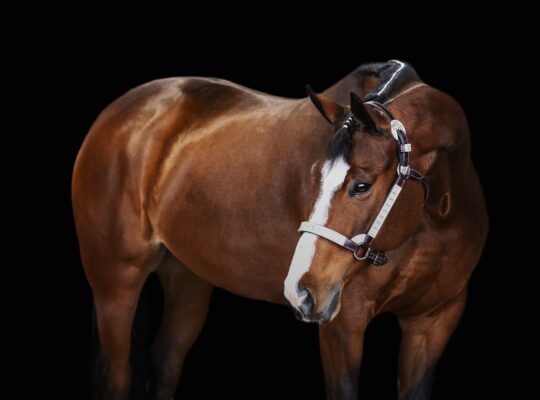 Proven Deluxe Hunt Seat All Arounder Mare