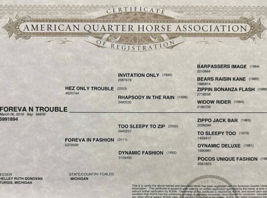 Beautiful Good-Minded All-Around Mare