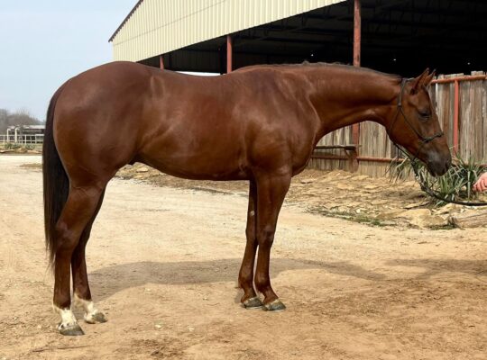 Cool Breeze x Certain Potential 2YO Gelding