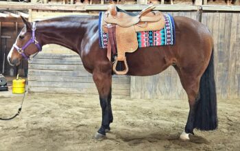 Great Starter All-Around Mare