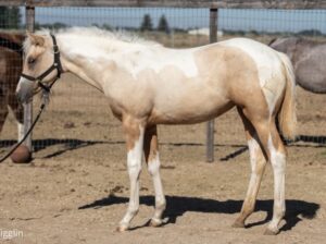 Pretty One And Only Asset Filly Prospect