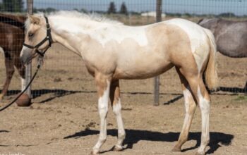 Pretty One And Only Asset Filly Prospect