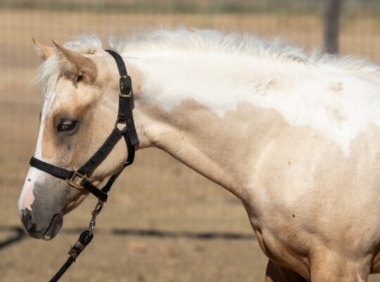 Pretty One And Only Asset Filly Prospect