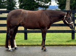 All Around Gelding – DIY friendly