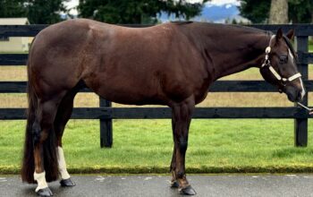 All Around Gelding – DIY friendly