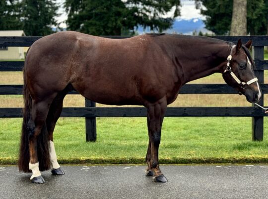 All Around Gelding – DIY friendly