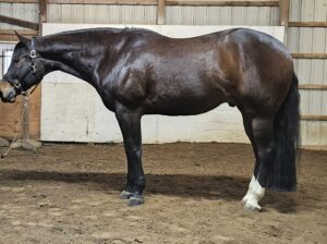 Finished All-Around Gelding