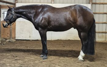 Finished All-Around Gelding