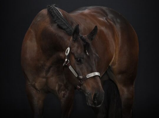 Your Next Show Partner