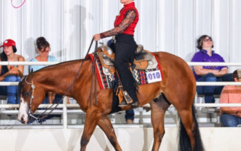 Fancy western all around gelding