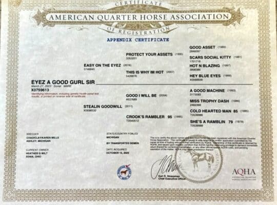 3YO Easy On The Eyez HUS Prospect