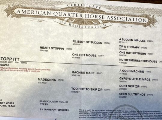 Heartstoppin Double Western Mare