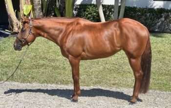Fancy AQHA/PtHA/IBHA All-Around Prospect