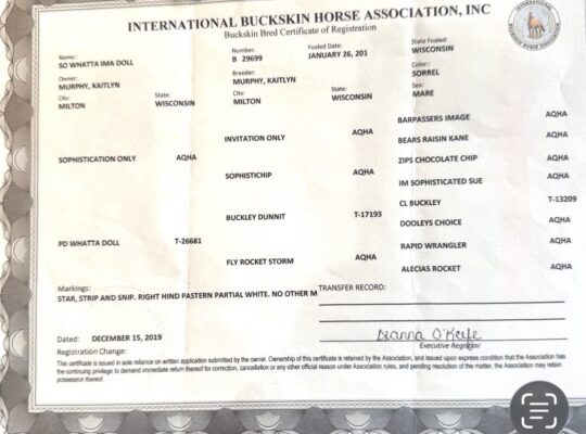 Fancy AQHA/PtHA/IBHA All-Around Prospect