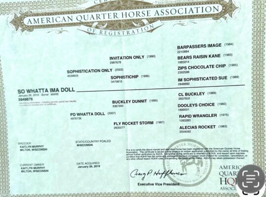 Fancy AQHA/PtHA/IBHA All-Around Prospect