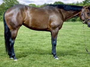 Fancy Its A Southern Thing 4YO Mare