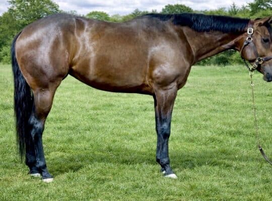 Fancy Its A Southern Thing 4YO Mare