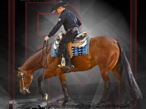 Talented Beautiful High End All-Around Gelding!