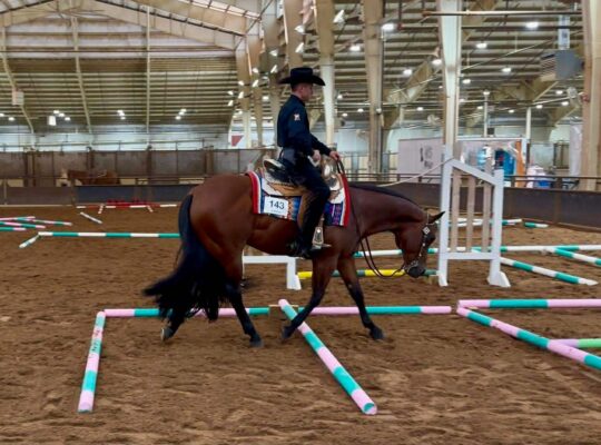 Talented Beautiful High End All-Around Gelding!