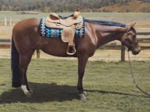 Lazy Loper All-Around Gelding