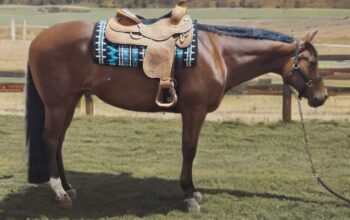 Lazy Loper All-Around Gelding