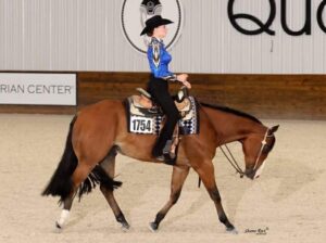 High End All-Around Gelding
