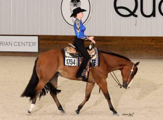 High End All-Around Gelding