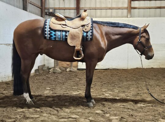 Lazy Loper All-Around Gelding