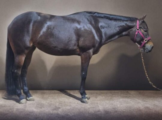 Lazy Loper x Artful Move Mare