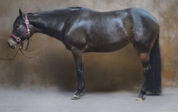 Lazy Loper x Artful Move Mare