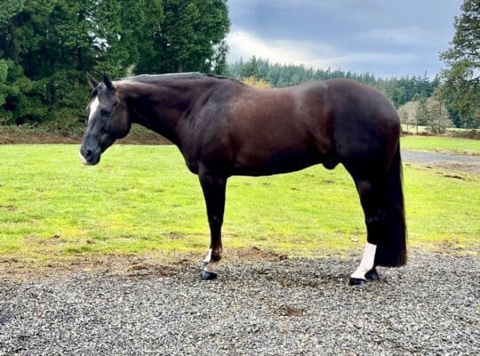 16.1h RLBOS All Around AQHA Gelding