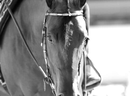 Have You Myst Me Yet – All Around Mare