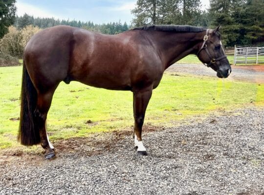 16.1h RLBOS All Around AQHA Gelding