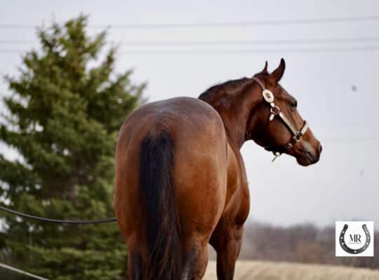 Stunning Machine Made 2YO Prospect