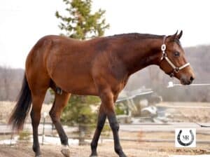 Stunning Machine Made 2YO Prospect