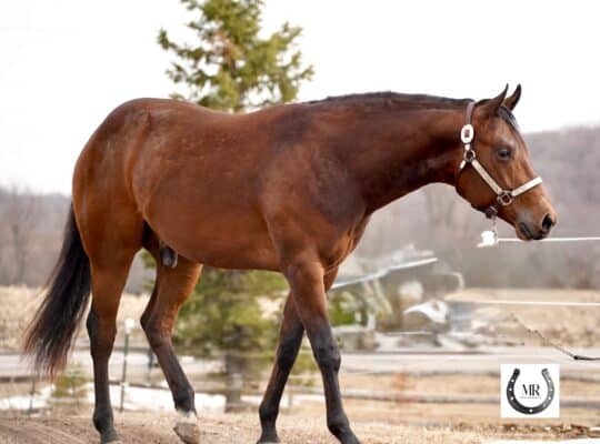 Stunning Machine Made 2YO Prospect