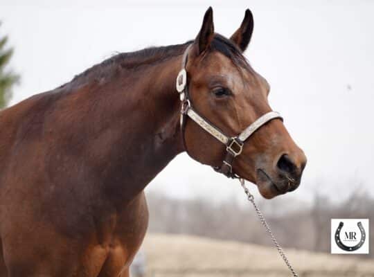Stunning Machine Made 2YO Prospect