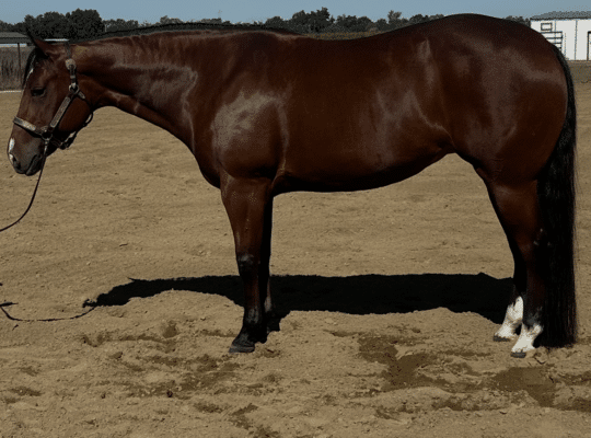 Have You Myst Me Yet – All Around Mare