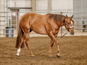 Triple Registered 2YO IStyle Prospect