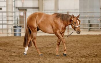 Triple Registered 2YO IStyle Prospect