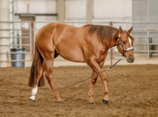 Triple Registered 2YO IStyle Prospect