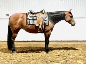Sweet Versatile Western All-Around/Ranch Mare