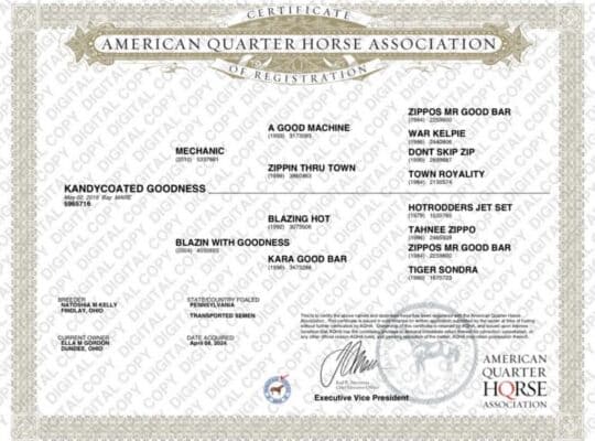 Sweet Versatile Western All-Around/Ranch Mare