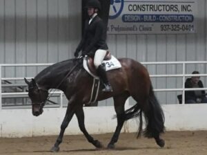Fancy HUS All-Around Gelding