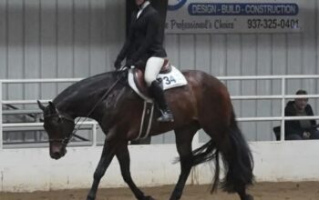 Fancy HUS All-Around Gelding