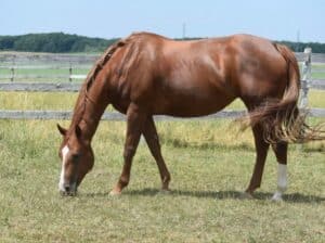 Hot N Blazing Broodmare