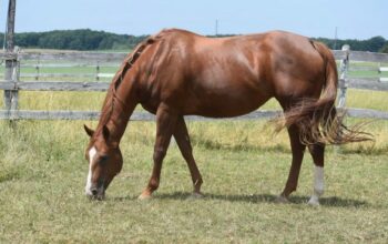 Hot N Blazing Broodmare